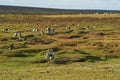 Magellanic penguins on Bleaker Island Royalty Free Stock Photo