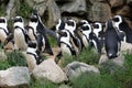 Magellanic Penguins