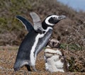 Magellanic penguins in the colony. Close-up. Argentina. Peninsula Valdes.