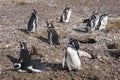 Magellanic Penguins, early morning at Punto Tombo Royalty Free Stock Photo