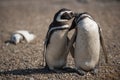 Magellanic penguins exchange cuddles