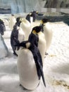 Global Warming Iceberg Greater Bay China Zhuhai Hengqin Chimelong Magellanic Penguins Hotel Emperor Penguin Swimming Ocean Kingdom