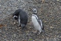 Magellanic penguins on an island in the Beagle Channel, Ushuaia, Argentina Royalty Free Stock Photo