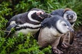 Magellan Penguins on Martillo Island in the Beagle Channel Near Ushuaia, Tierra del Fuego, Argentina