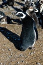 Magellanic penguins in natural environment on Magdalena island in Patagonia, Chile, South America