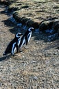 Magellanic penguins in natural environment on Magdalena island in Patagonia, Chile, South America