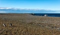 Magellanic penguins in natural environment on Magdalena island in Patagonia, Chile, South America