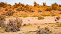 Magellanic penguins at the nests, at sunset, Punta Tombo, Patagonia