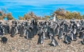 Magellanic penguins in Patagonia, Argentina