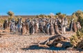 Magellanic penguins in Patagonia, Argentina