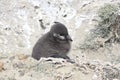 Magellanic Penguins Royalty Free Stock Photo