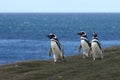 Magellanic Penguins at the penguin sanctuary on Magdalena Island in the Strait of Magellan near Punta Ar Royalty Free Stock Photo