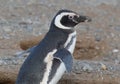 Magellanic Penguins at the penguin sanctuary on Magdalena Island in the Strait of Magellan near Punta Arenas in southern Chile. Royalty Free Stock Photo