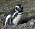 Magellanic Penguins at the penguin sanctuary on Magdalena Island in the Strait of Magellan near Punta Arenas in southern Chile. Royalty Free Stock Photo