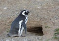 Magellanic Penguins at the penguin sanctuary on Magdalena Island in the Strait of Magellan near Punta Arenas in southern Chile. Royalty Free Stock Photo