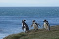 Magellanic Penguins at the penguin sanctuary on Magdalena Island in the Strait of Magellan near Punta Arenas in southern Chile. Royalty Free Stock Photo