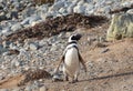 Magellanic Penguins at the penguin sanctuary on Magdalena Island in the Strait of Magellan near Punta Arenas in southern Chile. Royalty Free Stock Photo