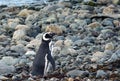 Magellanic Penguins at the penguin sanctuary on Magdalena Island in the Strait of Magellan near Punta Arenas in southern Chile. Royalty Free Stock Photo