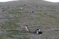 Magellanic Penguins at the penguin sanctuary on Magdalena Island in the Strait of Magellan near Punta Arenas in southern Chile. Royalty Free Stock Photo