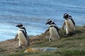 Magellanic Penguins at the penguin sanctuary on Magdalena Island in the Strait of Magellan near Punta Arenas in southern Chile. Royalty Free Stock Photo