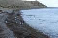 Magellanic Penguins at the penguin sanctuary on Magdalena Island in the Strait of Magellan near Punta Arenas in southern Chile. Royalty Free Stock Photo