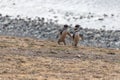 Magellanic Penguins Punta Arenas Patagonia Chile Royalty Free Stock Photo