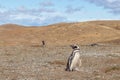 Magellanic Penguins Punta Arenas Patagonia Chile Royalty Free Stock Photo