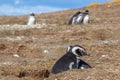 Magellanic Penguins Punta Arenas Patagonia Chile Royalty Free Stock Photo