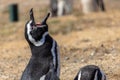 Magellanic Penguins Punta Arenas Patagonia Chile Royalty Free Stock Photo