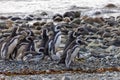 Magellanic Penguins Punta Arenas Patagonia Chile Royalty Free Stock Photo