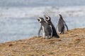 Magellanic Penguins Punta Arenas Patagonia Chile Royalty Free Stock Photo