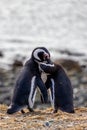 Magellanic Penguins Punta Arenas Patagonia Chile Royalty Free Stock Photo