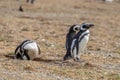 Magellanic Penguins Punta Arenas Patagonia Chile Royalty Free Stock Photo