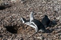 Magellanic Penguins at Punta Tombo, Chubut