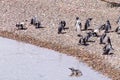 Magellanic penguins. Punta Tombo penguin colony, Patagonia