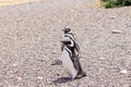 Magellanic penguins. Punta Tombo penguin colony, Patagonia