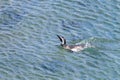 Magellanic penguins. Punta Tombo penguin colony, Patagonia