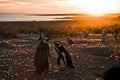 Magellanic Penguins at Punto Tombo