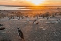 Magellanic Penguins at Punto Tombo Royalty Free Stock Photo