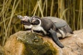 Magellanic penguins resting on a rock. Spheniscus magellanicus. Royalty Free Stock Photo