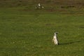 Magellanic penguins on Bleaker Island Royalty Free Stock Photo