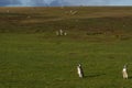 Magellanic penguins on Bleaker Island Royalty Free Stock Photo