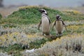 Magellanic penguins Spheniscus magellanicus in the Otway Sound and Penguin Reserve.