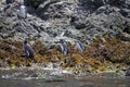 Magellanic penguins Spheniscus magellanicus