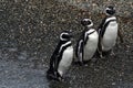 Magellanic penguins, Tierra del Fuego, Argentina