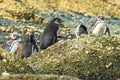 Magellanic Penguins at Tuckers Islets in Chilean Patagonia