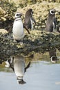 Magellanic Penguins at Tuckers Islets in Chilean Patagonia