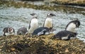 Magellanic Penguins at Tuckers Islets in Chilean Patagonia