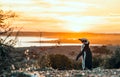 Magellanic Penguins, very early Patagonian golden morning Royalty Free Stock Photo