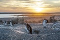 Magellanic Penguins, very early Patagonian golden morning Royalty Free Stock Photo